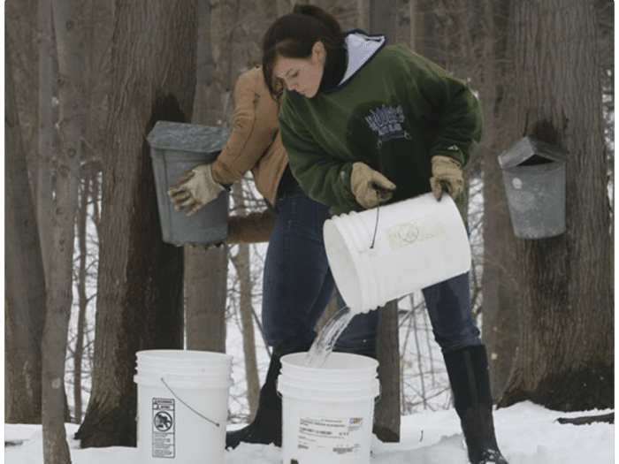 How Much Sap Can One Tree Produce?